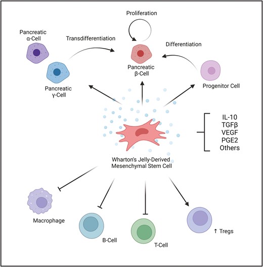图1：示意图显示了沃顿果冻源间充质基质细胞输注在保护1型糖尿病患者的胰腺β细胞功能和内源性胰岛素方面的前瞻性作用机制。