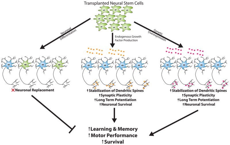 图1：移植神经干细胞（NSC）移植提供神经营养支持的潜在机制