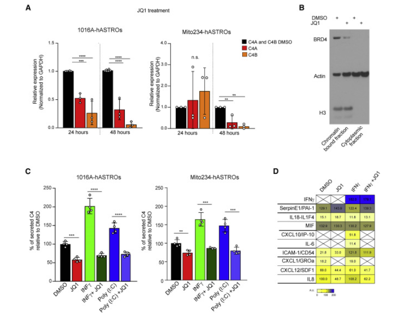 △人星形胶质细胞分泌C4