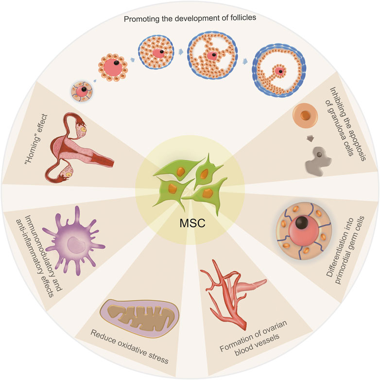 图2：间充质干细胞治疗卵巢早衰的机制