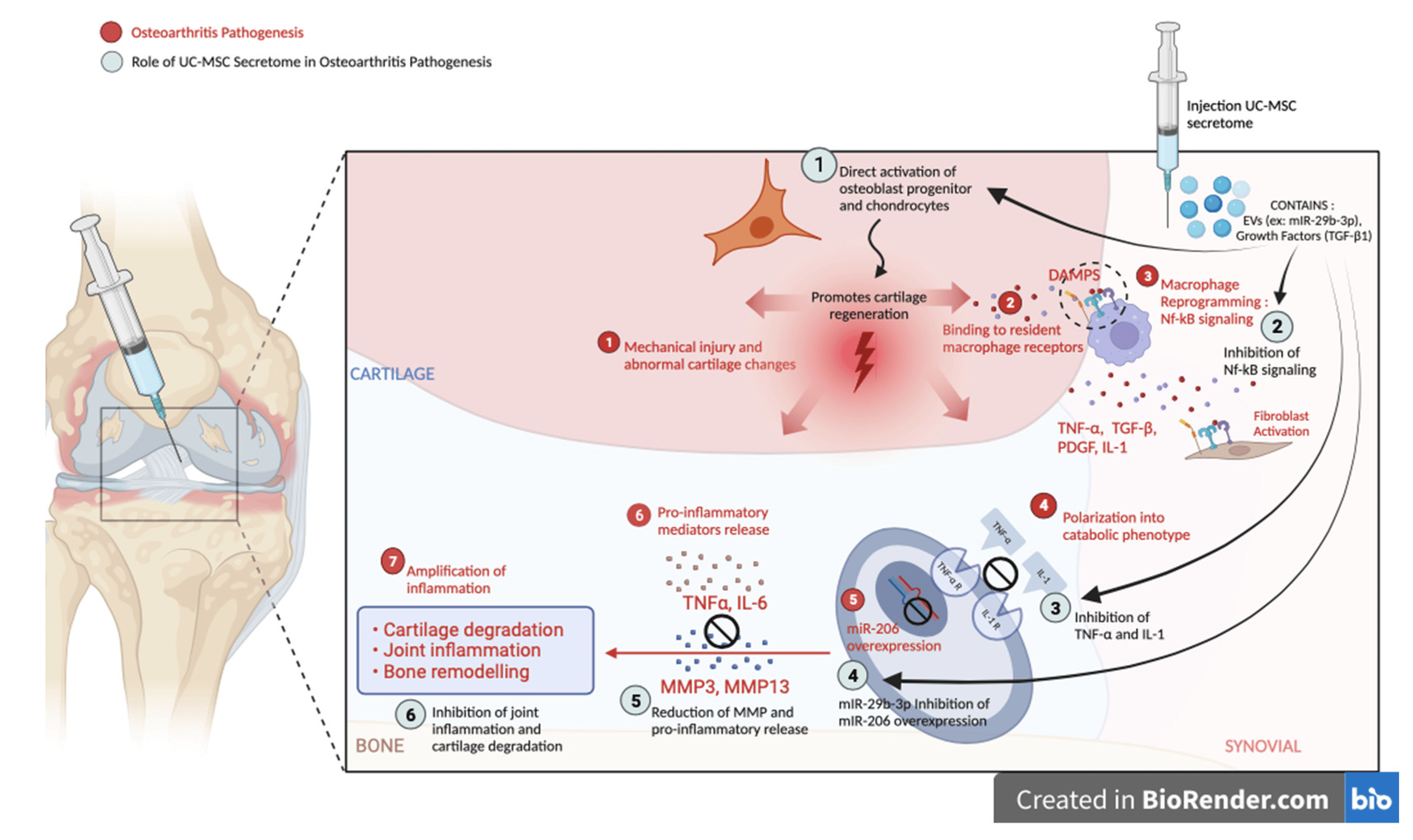 图5：脐带间充质干细胞分泌组在骨关节炎发病机制中的作用