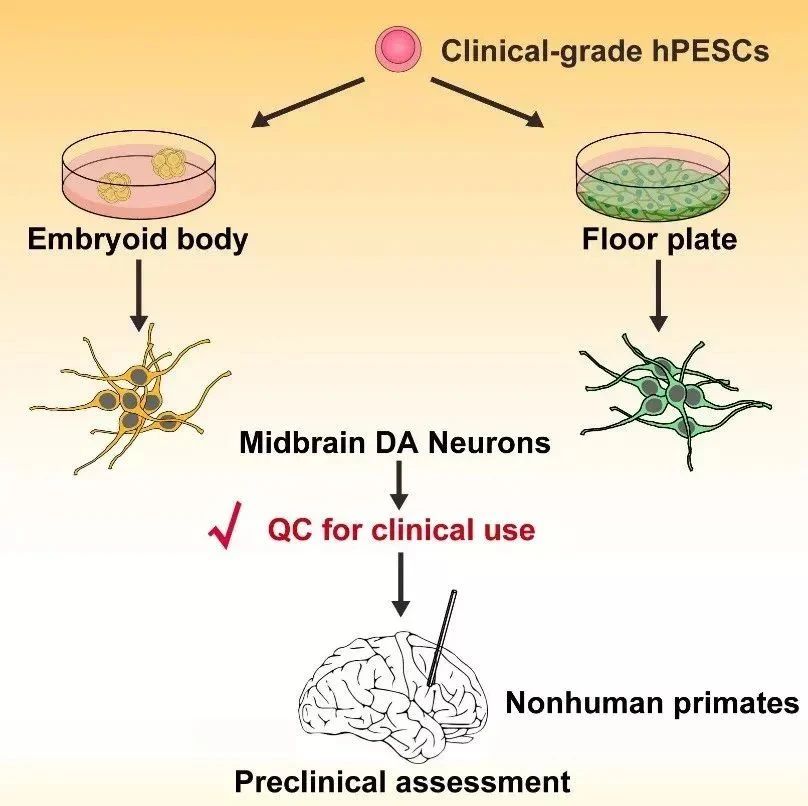 临床级人胚干细胞分化的多巴胺神经细胞的临床前评价示意图（Wang YK et al., Stem Cell Reports, 2018）