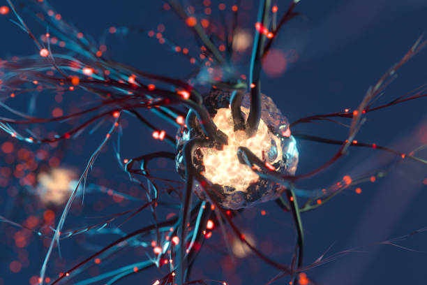 神经干细胞移植治疗原发性扭转肌张力障碍：一例报告