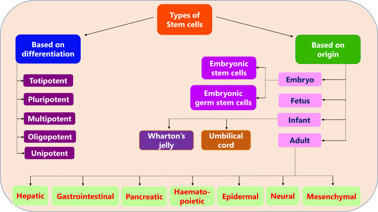 图1：干细胞的分类。