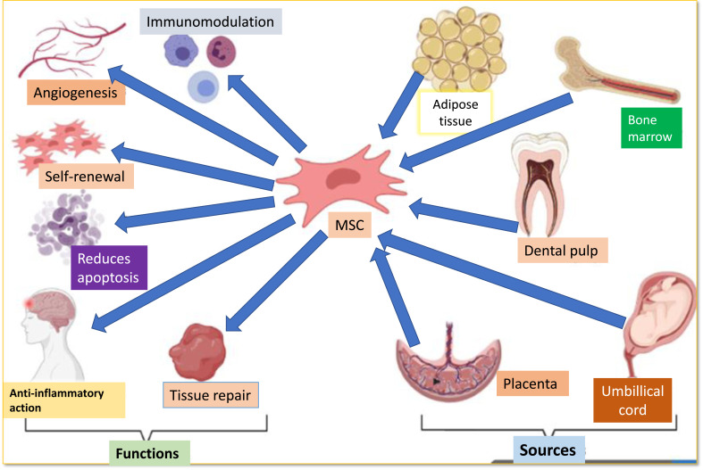 间充质干细胞的来源和功能如图1所示。