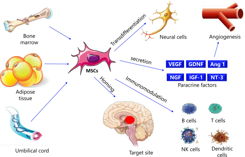 图3：间充质干细胞治疗帕金森病的机制
