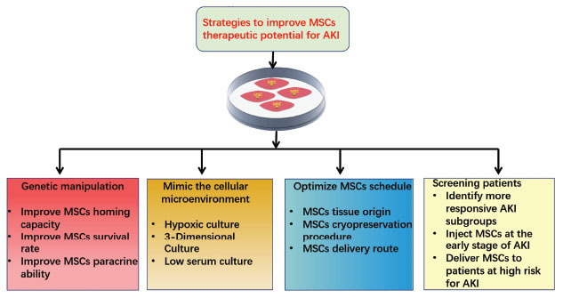 图1：提高间充质干细胞治疗急性肾损伤有益效果的策略