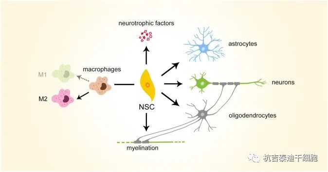 图2：神经干细胞移植治疗潜力的简要说明。NSC，神经干细胞
