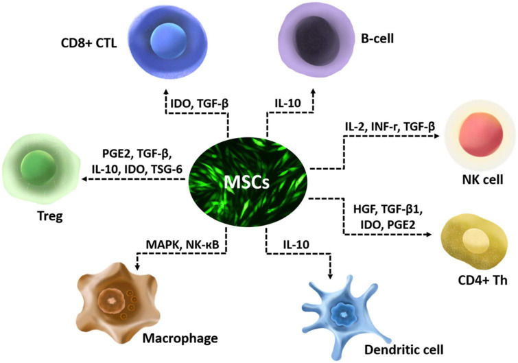 图1：间充质干细胞（MSC）的免疫调节特性示意图。