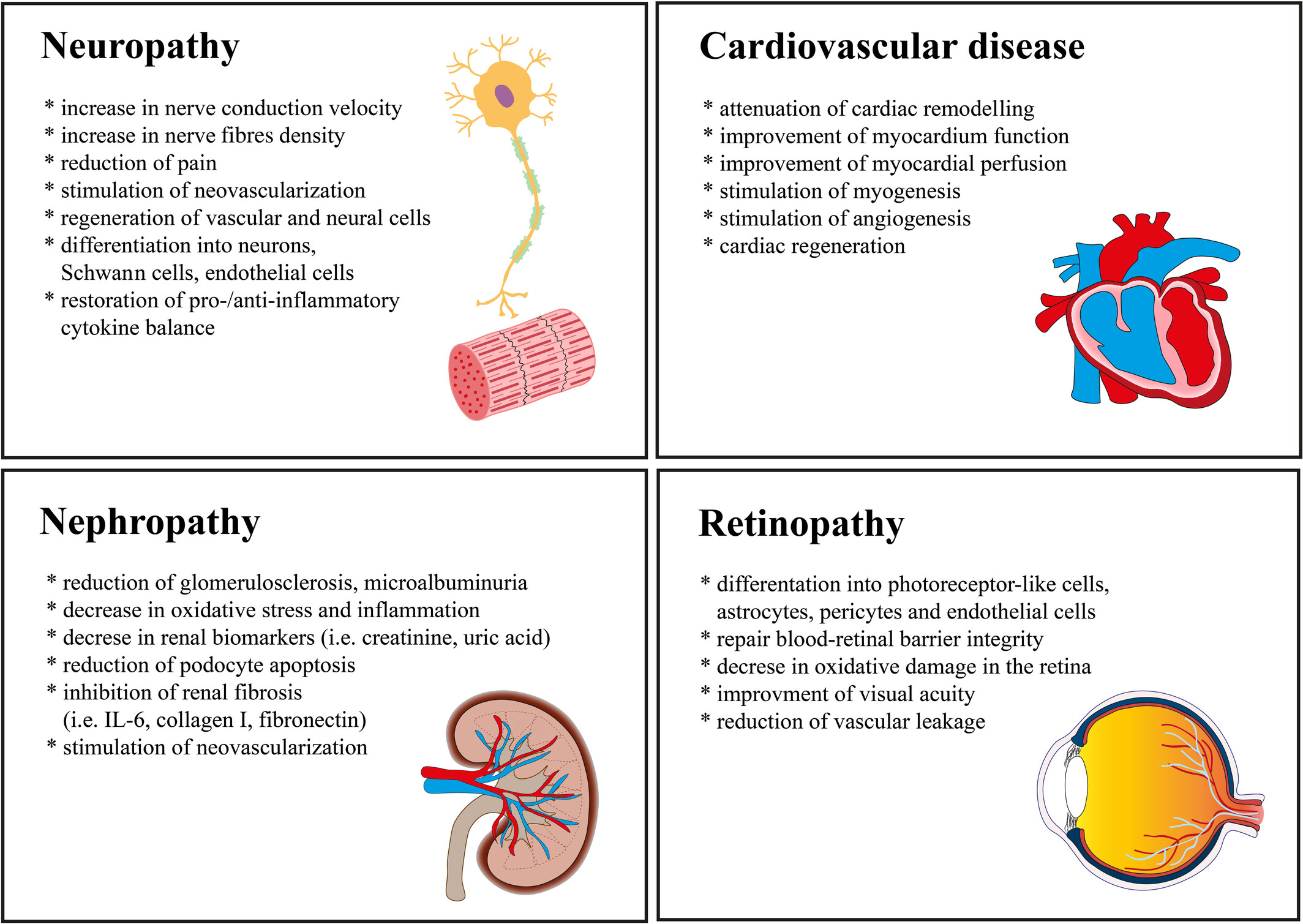 图1：使用脂肪间充质干细胞来缓解长期糖尿病并发症