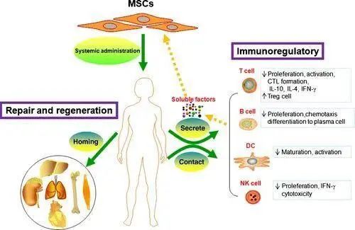 △ 间充质干细胞在治疗红斑狼疮上的作用机制 △ 间充质干细胞在治疗红斑狼疮上的作用机制
