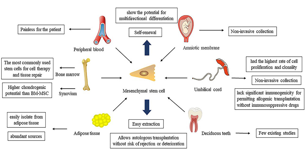 图1：各种来源的间充质干细胞：外周血、骨髓、脂肪组织、羊膜、脐带、乳牙等。间充质干细胞具有自我更新和多向分化的能力，不同来源的间充质干细胞有不同的优势。
