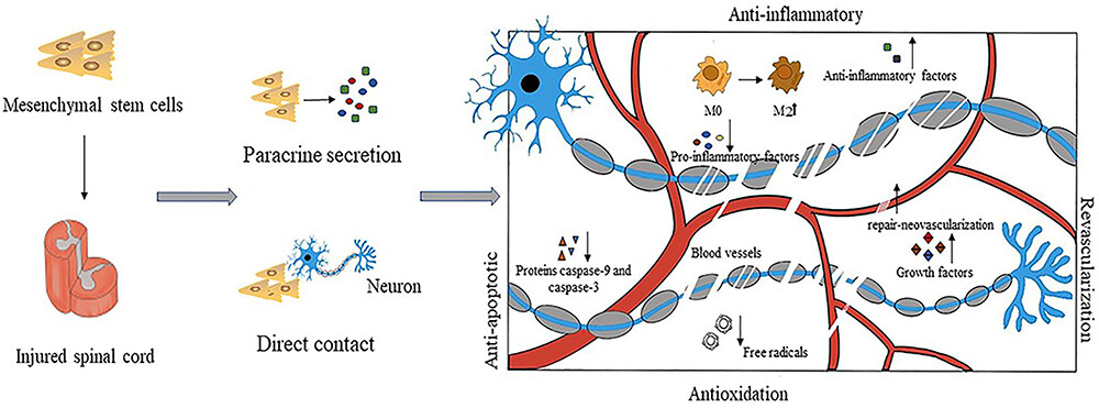 图3：间充质干细胞具有抗炎作用