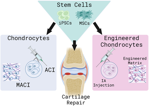图3：用于软骨修复的多种细胞疗法