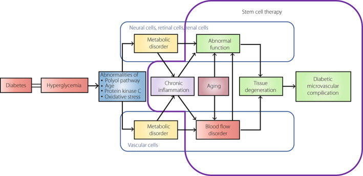 图1：干细胞治疗对糖尿病微血管并发症的发病机制和进展的可能性。