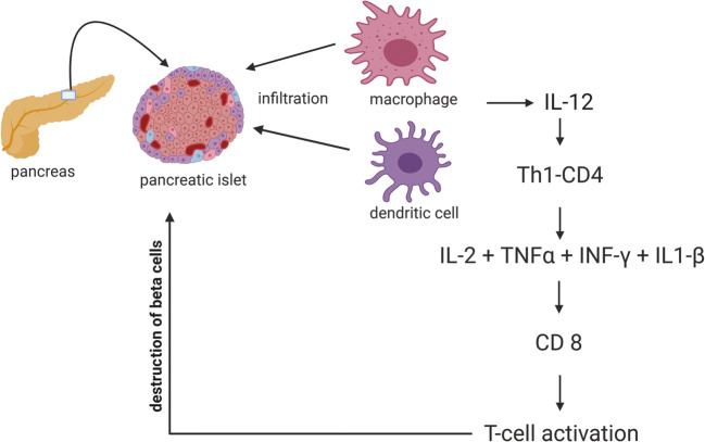图1：T1DM中通过巨噬细胞和树突状细胞分泌的细胞因子级联表现出的自身免疫机制