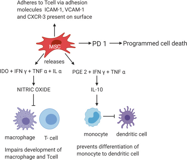 图3：MSC通过TNF-α和细胞粘附分子介导的免疫抑制作用减少自身免疫效应