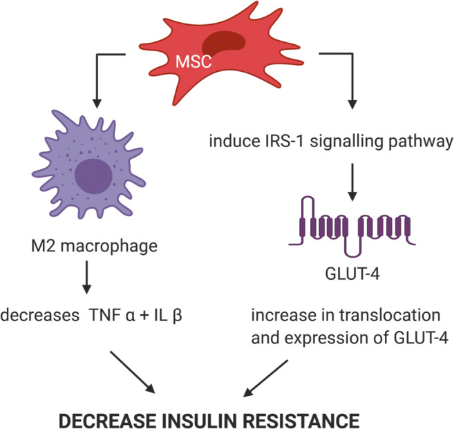 图4：MSC帮助诱导IRS-1信号通路改善T2DM胰岛素抵抗