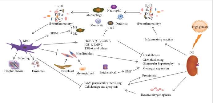 图1：间充质干细胞通过调节炎症反应、纤维化反应和免疫细胞来减轻DN的病理变化和临床表现