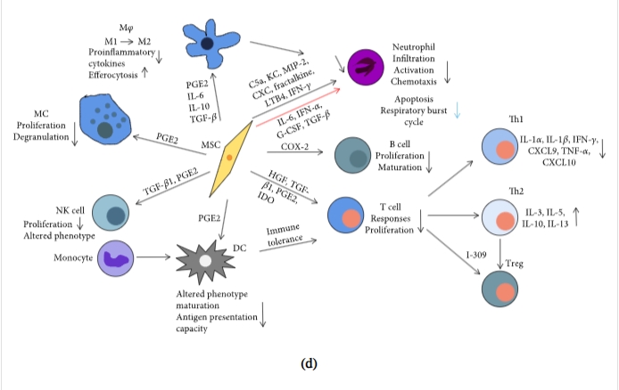 图1：间充质干细胞促进组织修复和免疫抑制机制的示意图