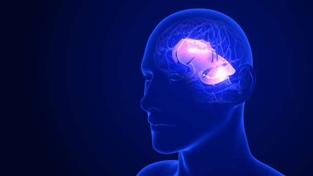 成人神经再生的多功能策略：干细胞修复受损大脑的途径