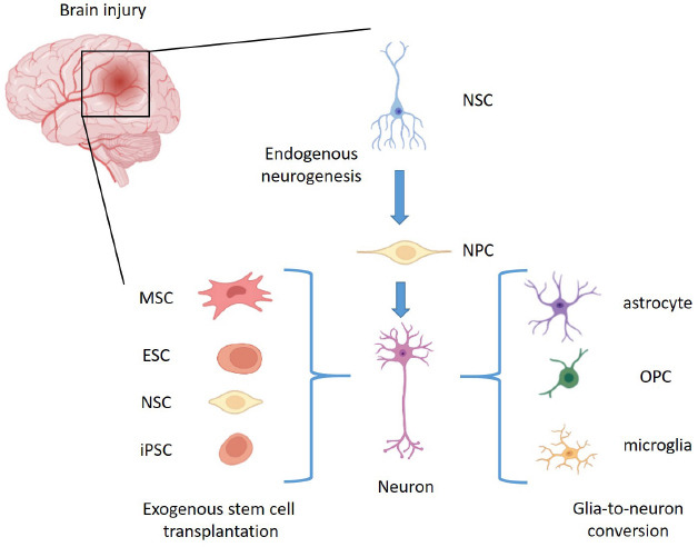 图1：脑损伤干细胞移植后神经发生的多功能策略。
