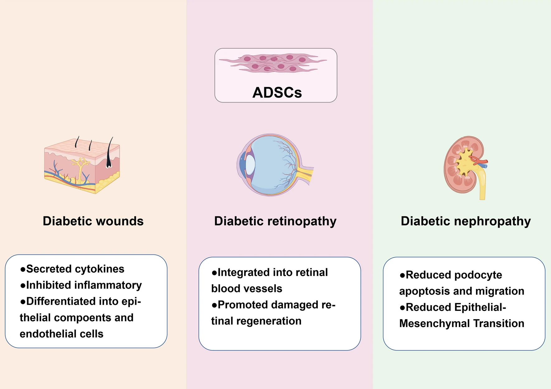 图2：间充质干细胞治疗糖尿病并发症的应用的机制