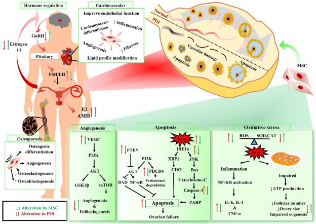 图1：干细胞疗法治疗卵巢早衰（POI）患者的机制作用。