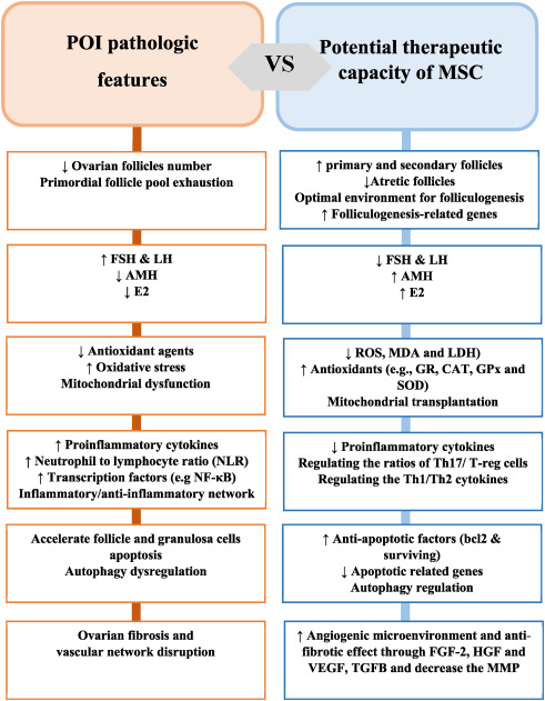 图2：间充质干细胞治疗卵巢早衰的机制与卵巢早衰的病理机制