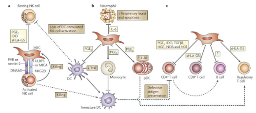 脐带间充质干细胞的机制作用