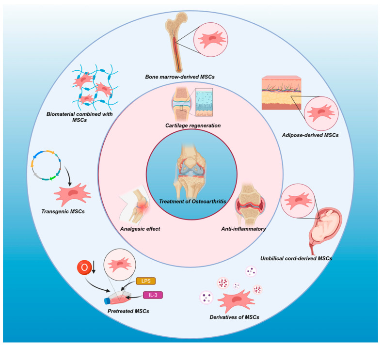 图1：不同来源的间充质干细胞（MSC）——包括衍生物、预处理的间充质干细胞和转基因间充质干细胞，以及与间充质干细胞结合的生物材料——有助于软骨再生、抗炎反应、免疫调节和镇痛作用