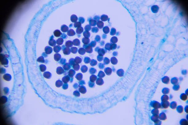 中科羊膜干细胞