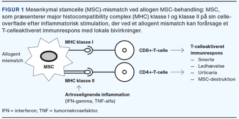 MHC错配可能会在同种异体治疗期间引起免疫反应，这已在从第一次治疗到第二次治疗的重复治疗中得到证实