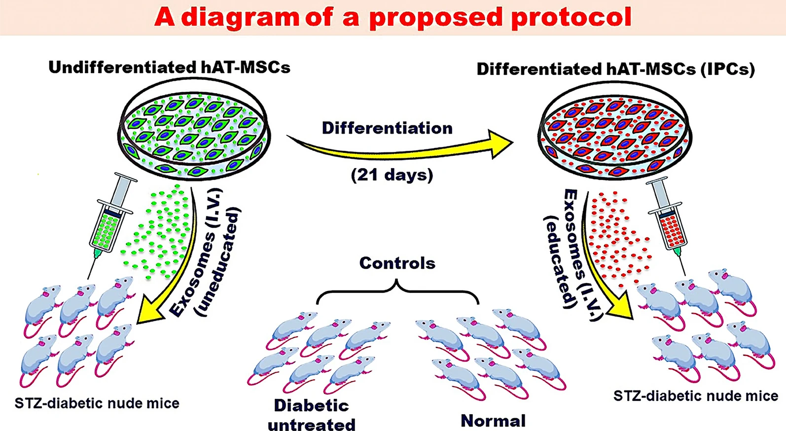 图2：探索MSC衍生的外泌体潜在益处的建议方案。