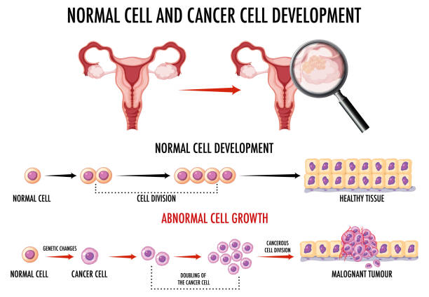 正常细胞和癌细胞的发展