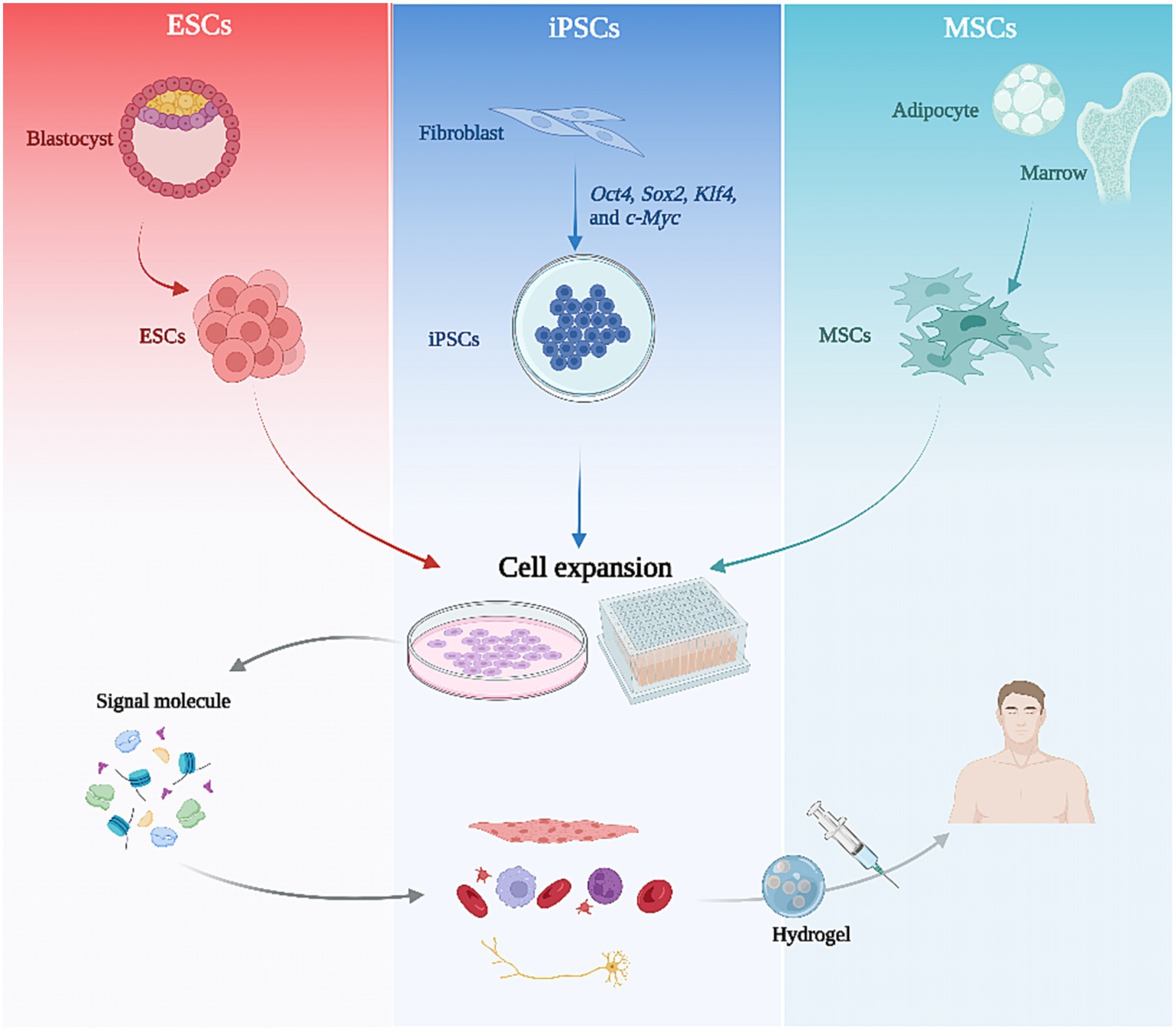 图2：干细胞治疗的流程图