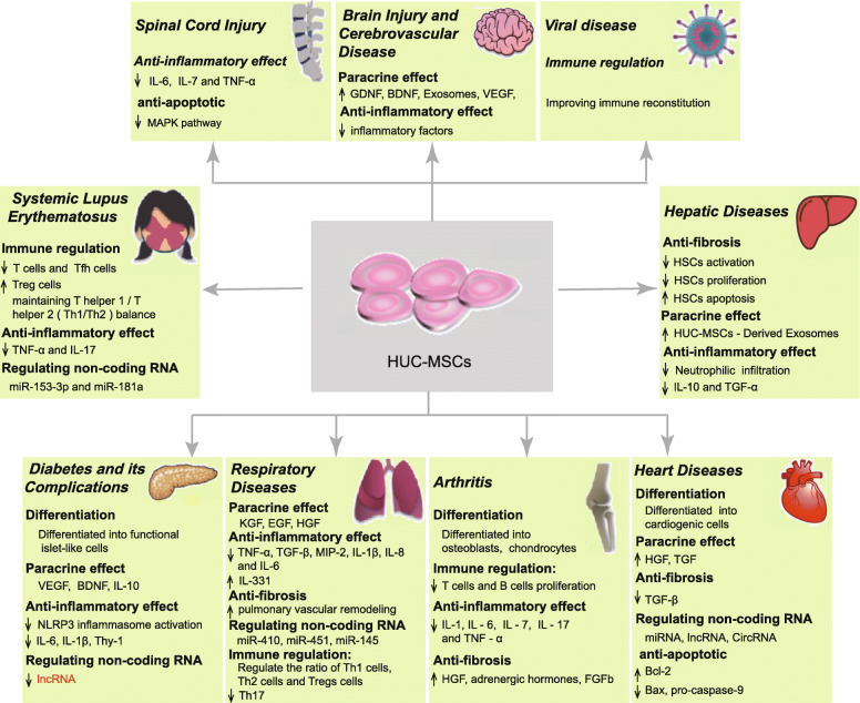 图1：人脐带间充质干细胞的临床应用和作用机制。