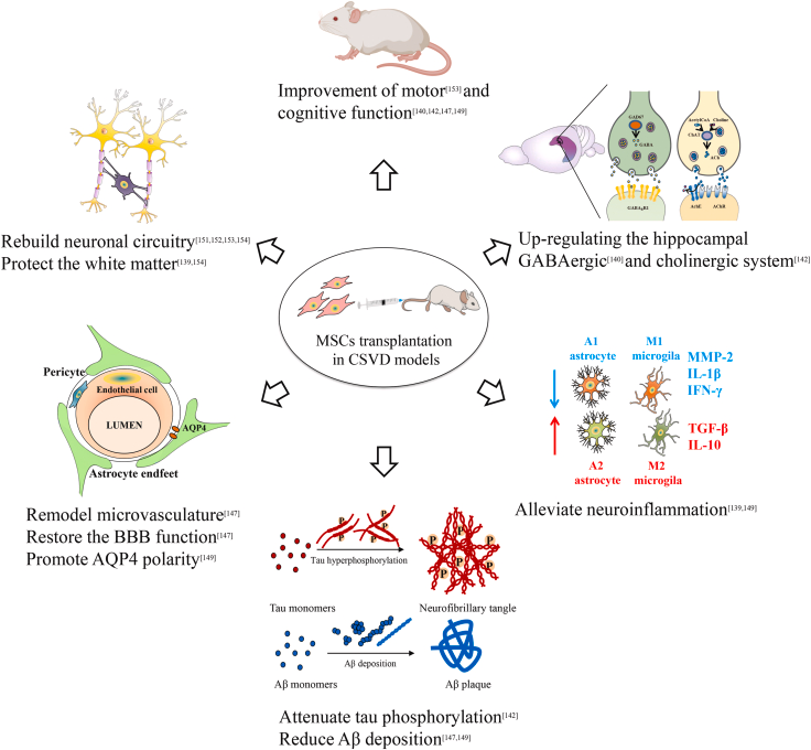 图2：间充质干细胞治疗脑小血管病的可能机制