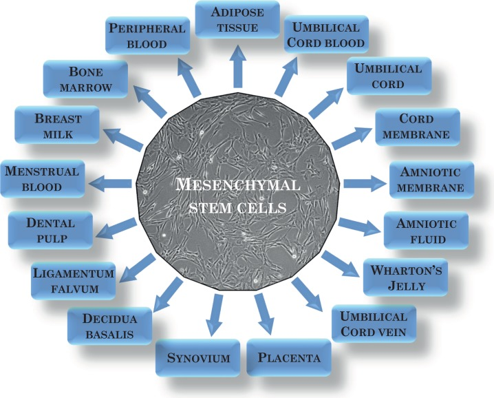 间充质干细胞可以从多种来源中分离出来 
