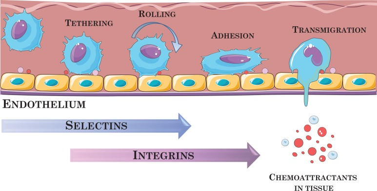 图2：白细胞通过内皮细胞迁移的示意图。推测MSC迁移以类似的方式发生。