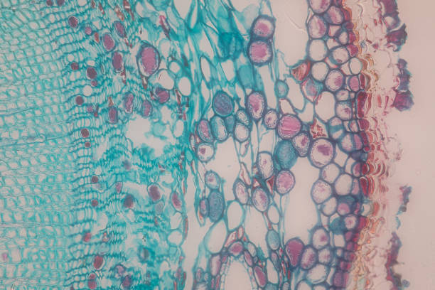 间充质干细胞疗法的优点和缺点