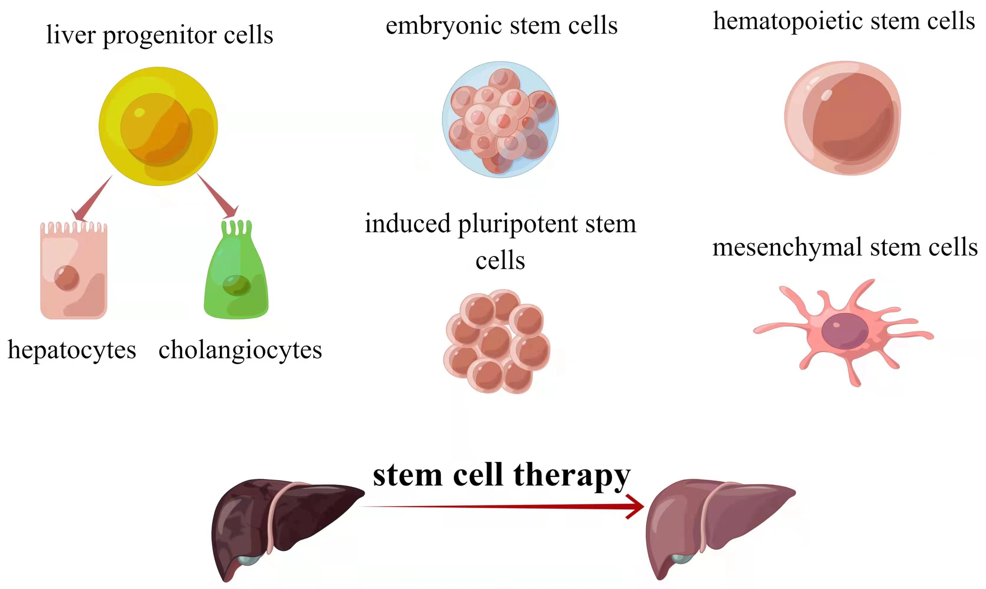 图1：干细胞治疗肝病的主要干细胞来源