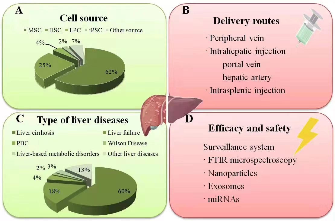 图2：干细胞治疗肝病临床研究现状总结。