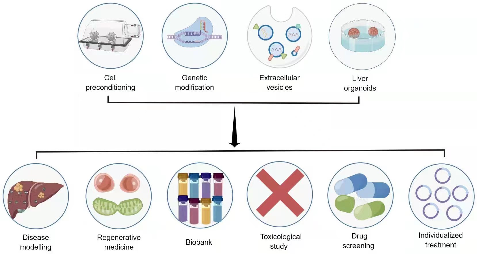 图3:干细胞治疗肝病的新策略和应用前景。 图3:干细胞治疗肝病的新策略和应用前景。