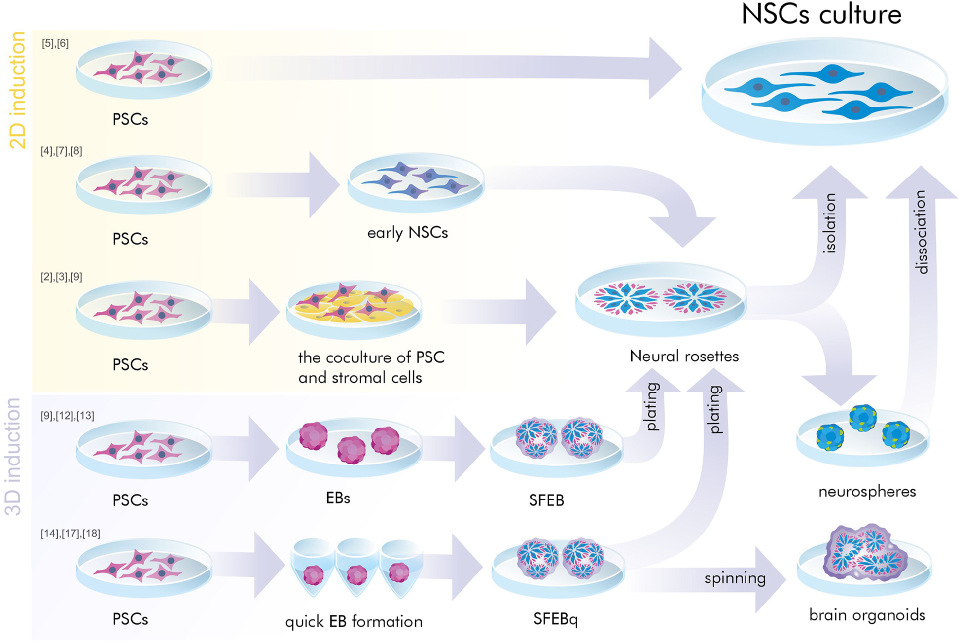 神经干细胞是胚胎干细胞吗? 神经干细胞是胚胎干细胞吗?