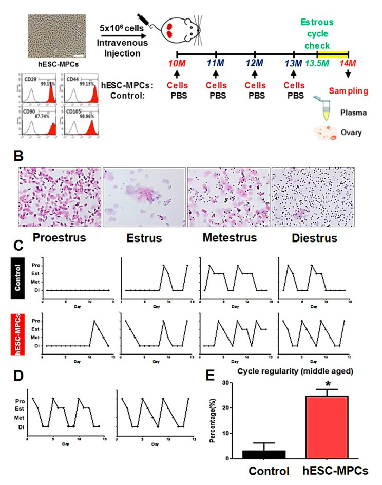 图2：人胚胎干细胞衍生的间充质祖细胞（hESC-MPC）对围绝经期小鼠动情周期的影响。