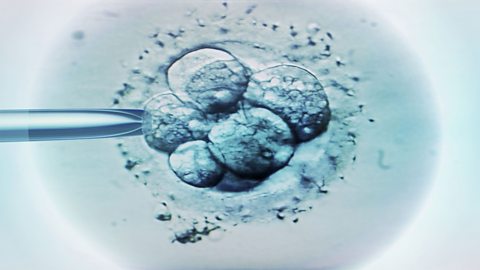 图片说明，由胚胎干细胞组成的一小束细胞称为胚胎。