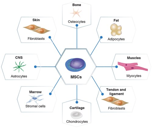 间充质干细胞的分化潜力