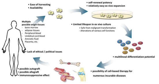 图1：人类间充质干细胞在细胞治疗中的优势。