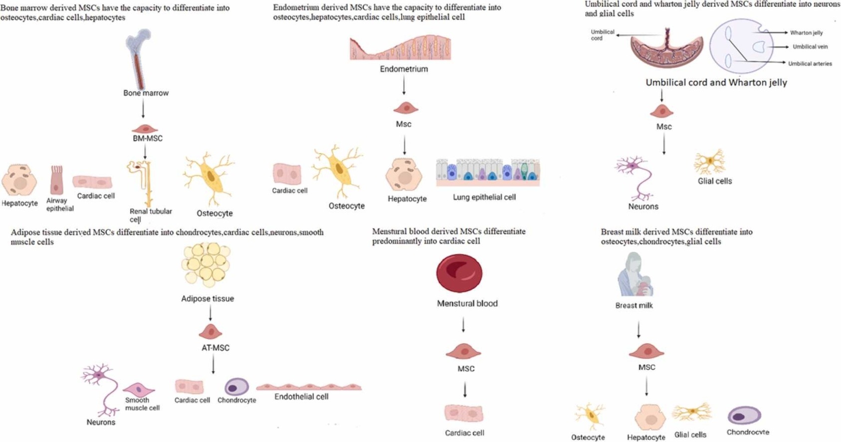 间充质干细胞有哪些优势？